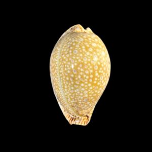 BC175 Naria lamarckii - BIG SIZE