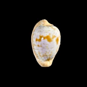 BC240 Cypraeovula coronata debruini