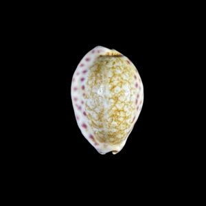 BC176 Ovatipsa chinensis f. amiges - LITTLE BEAUTY