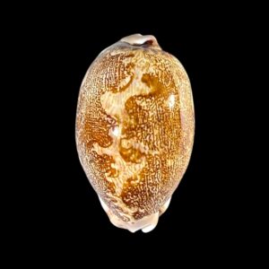 BC191 Leprorycypraea rosea f. ultraviola
