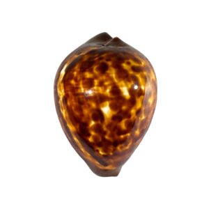 BC197 Zoila decipiens