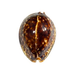 BC232 Mauritia mauritiana - OVERCAST