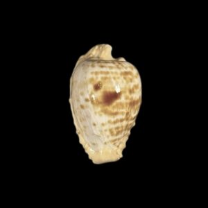 BC241 Cypraeovula coronata coronata
