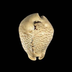 BC243 Muracypraea mus bicornis