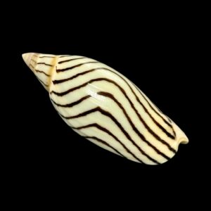 BC268 Amoria kawamurai TOP PATTERN!