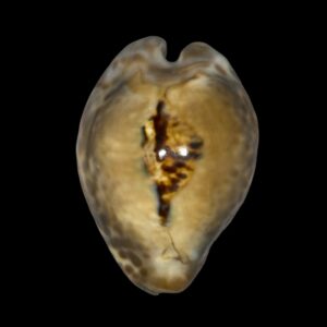 BC223 Barycypraea teulerei - HUGE!