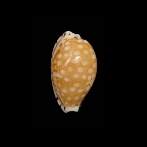 BC274 Cribrarula astaryi - SELECTED