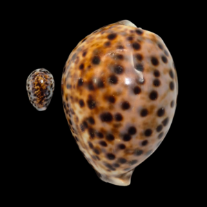 BC009 Cypraea tigris schilderiana + cypraea tigris - THE GIANT and THE DWARF