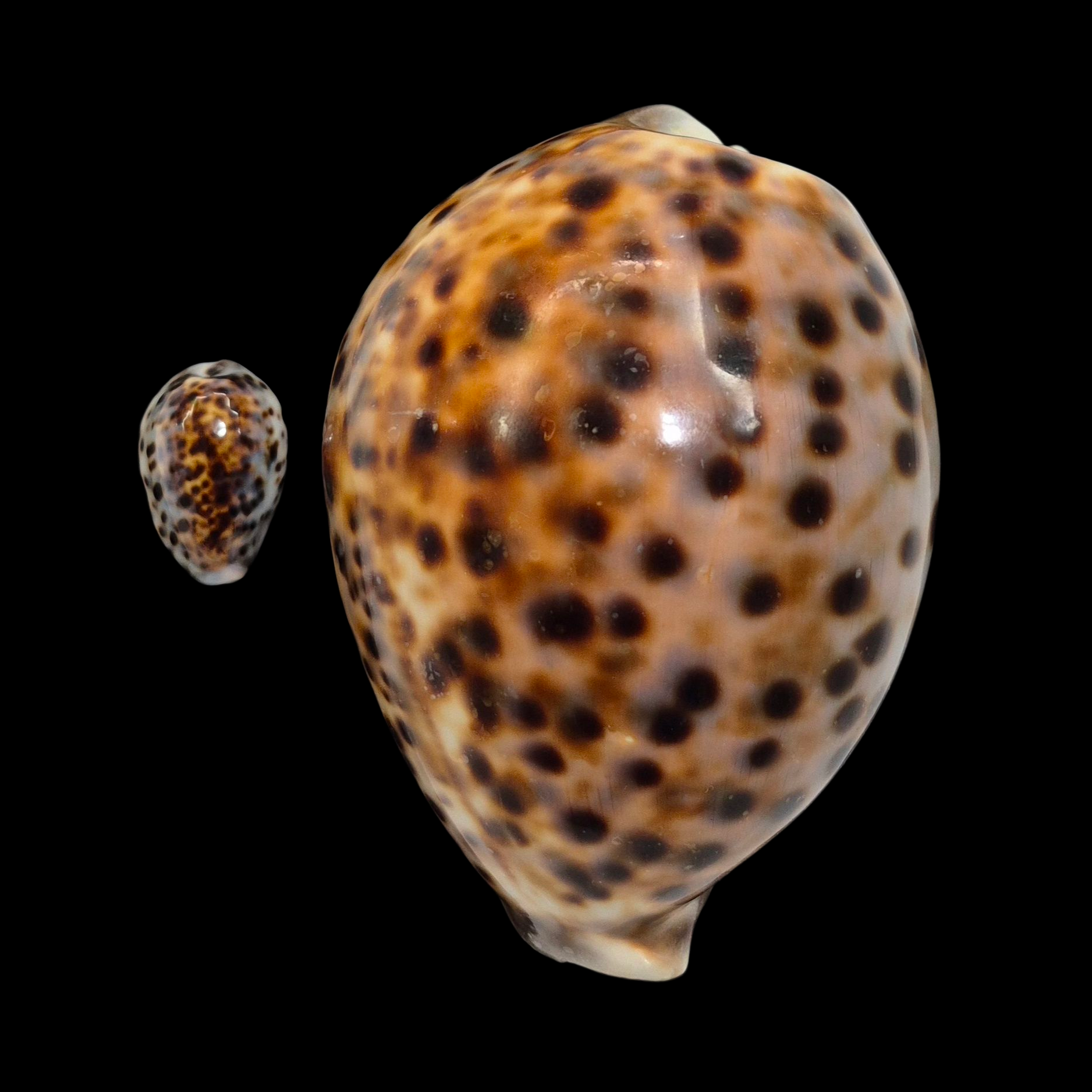 BC009 Cypraea tigris schilderiana + cypraea tigris - THE GIANT and THE DWARF