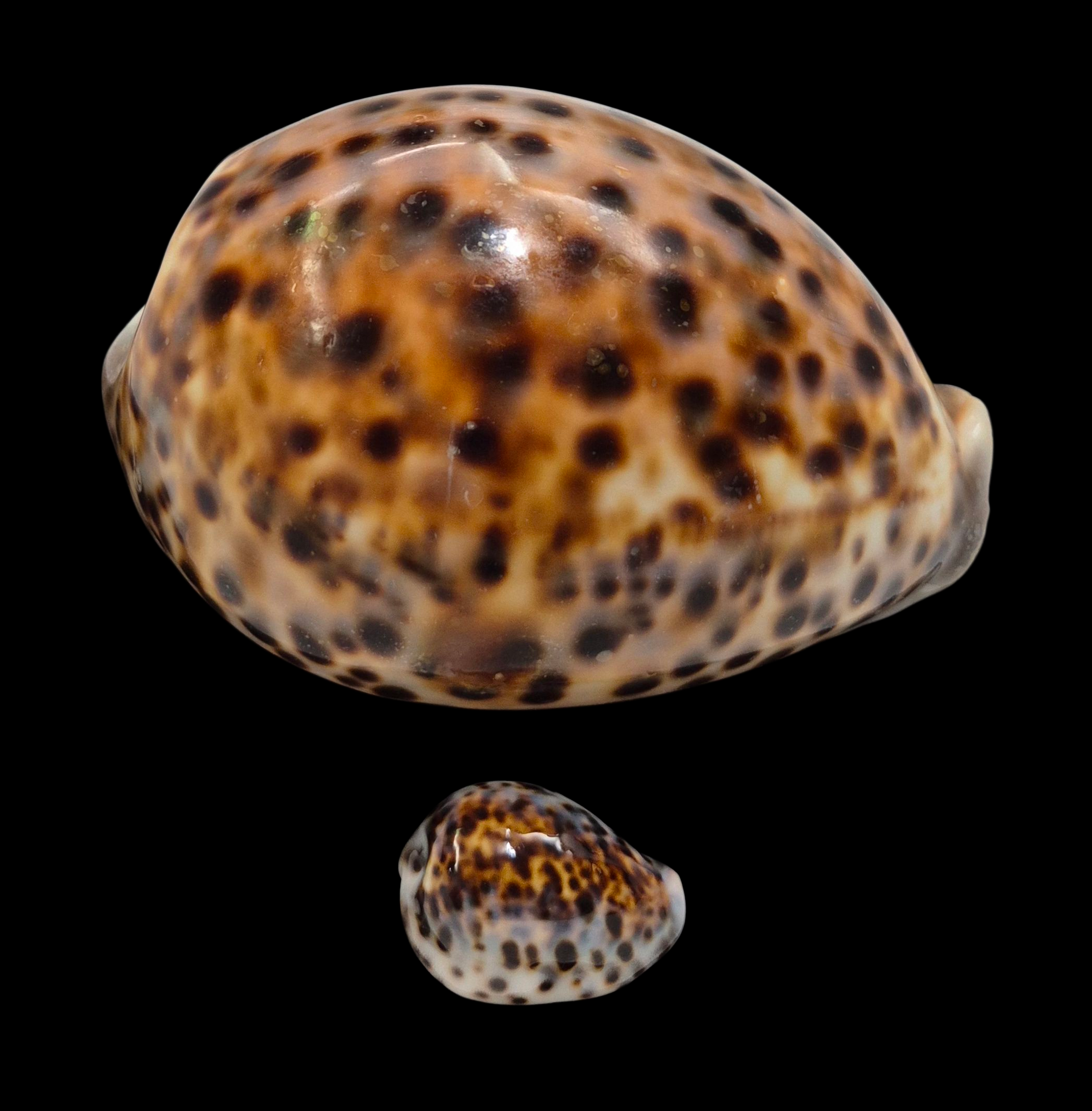BC009 Cypraea tigris schilderiana + cypraea tigris - THE GIANT and THE DWARF - Image 2