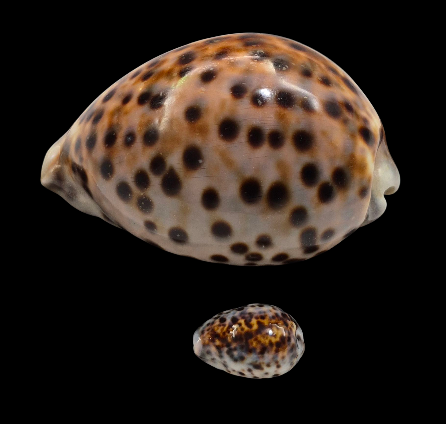 BC009 Cypraea tigris schilderiana + cypraea tigris - THE GIANT and THE DWARF - Image 3
