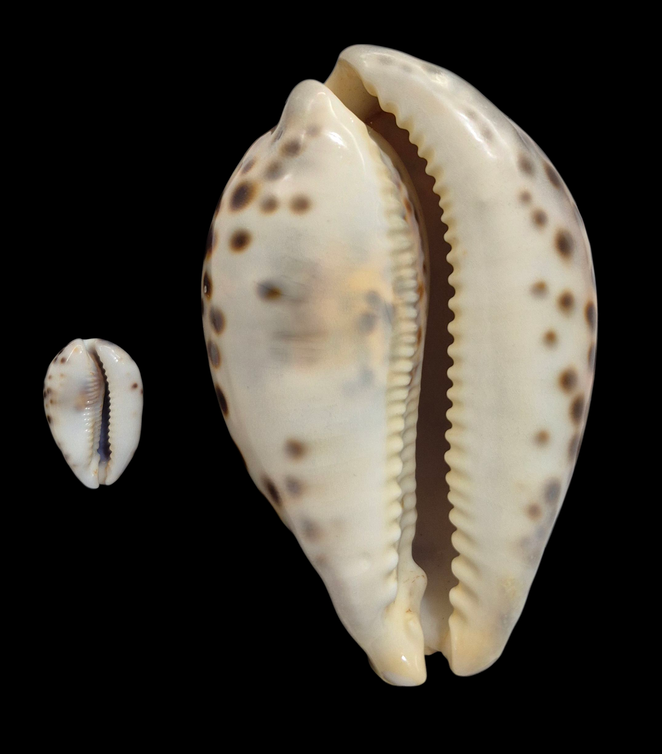 BC009 Cypraea tigris schilderiana + cypraea tigris - THE GIANT and THE DWARF - Image 4