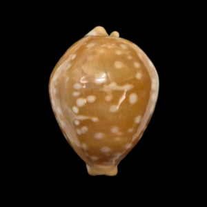 BC141 Callistocypraea leucodon tenuidon - THE REAL THING