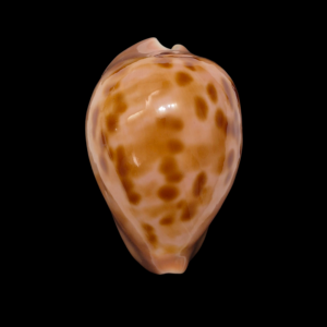 BC021 Zoila venusta roseopunctata - STARVATION BOAT HARBOUR