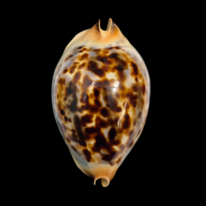 BC091 Zoila jeaniana praeclara - UNIQUE COLORS