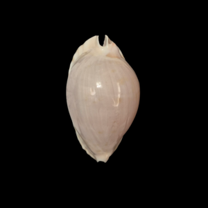 BC169 Zoila marginata f. albanyensis