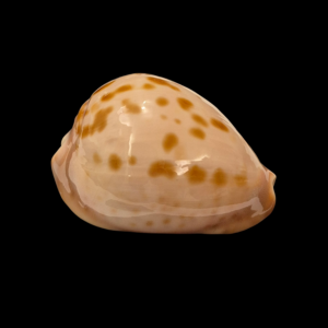 BC220 Zoila venusta roseopunctata - STARVATION BOAT HARBOUR