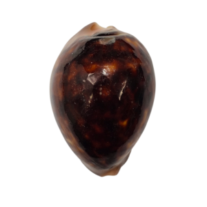 BC024 Zoila venusta - SHOAL CAPE