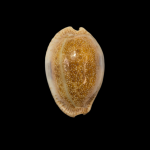 BC179 Naria erosa - LARGE and DARK