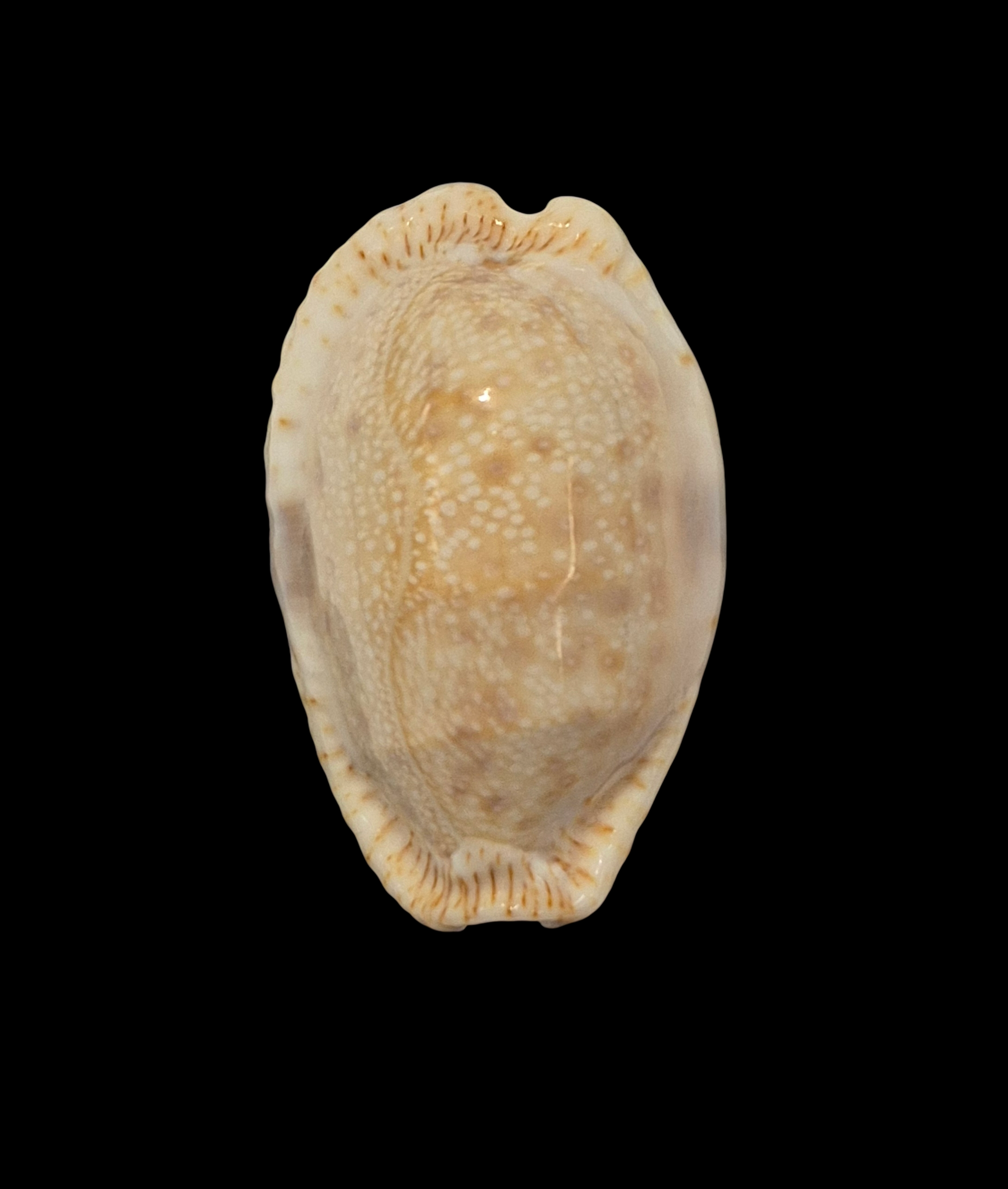 BC301 Naria erosa f. lactescens - SUPERB - Image 2