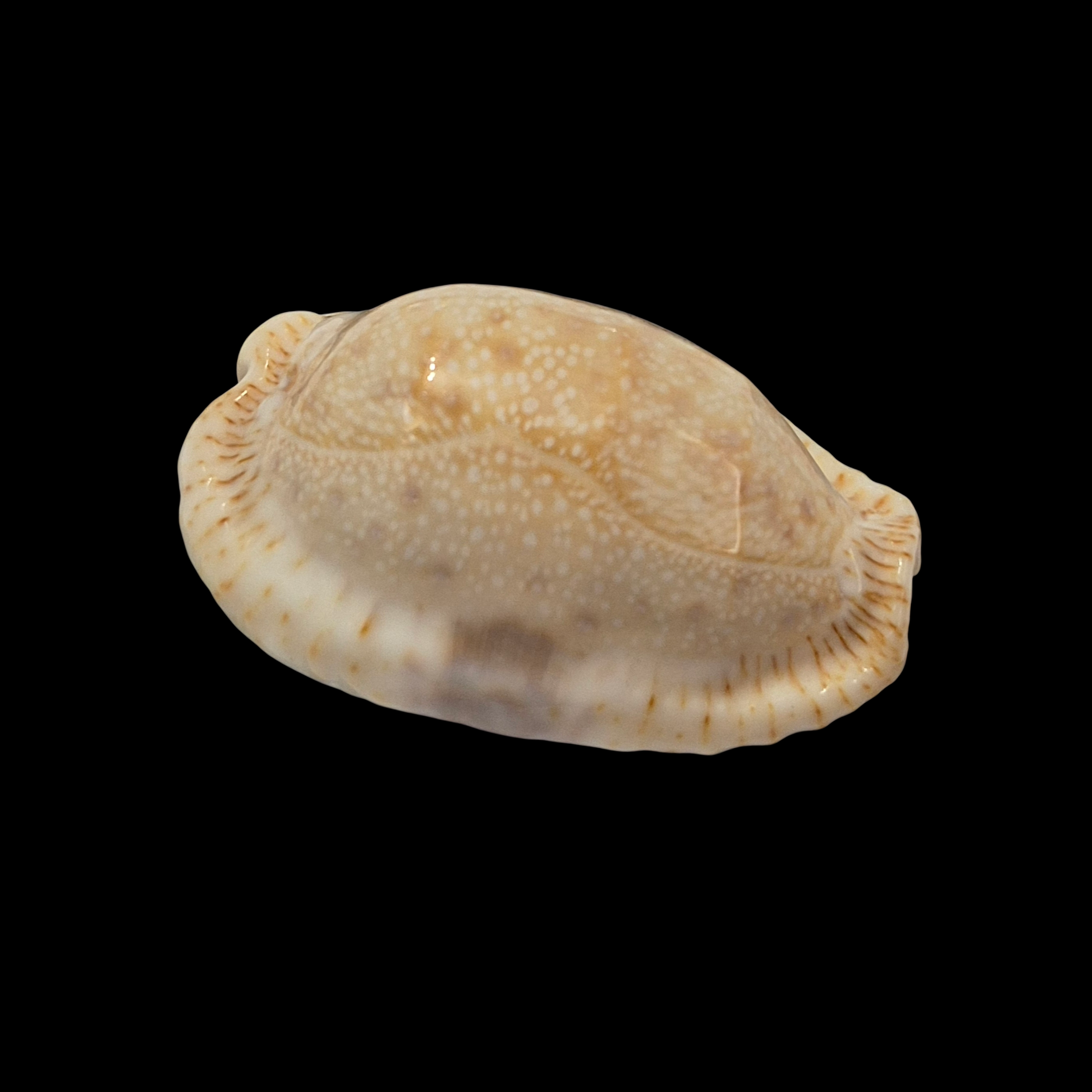 BC301 Naria erosa f. lactescens - SUPERB