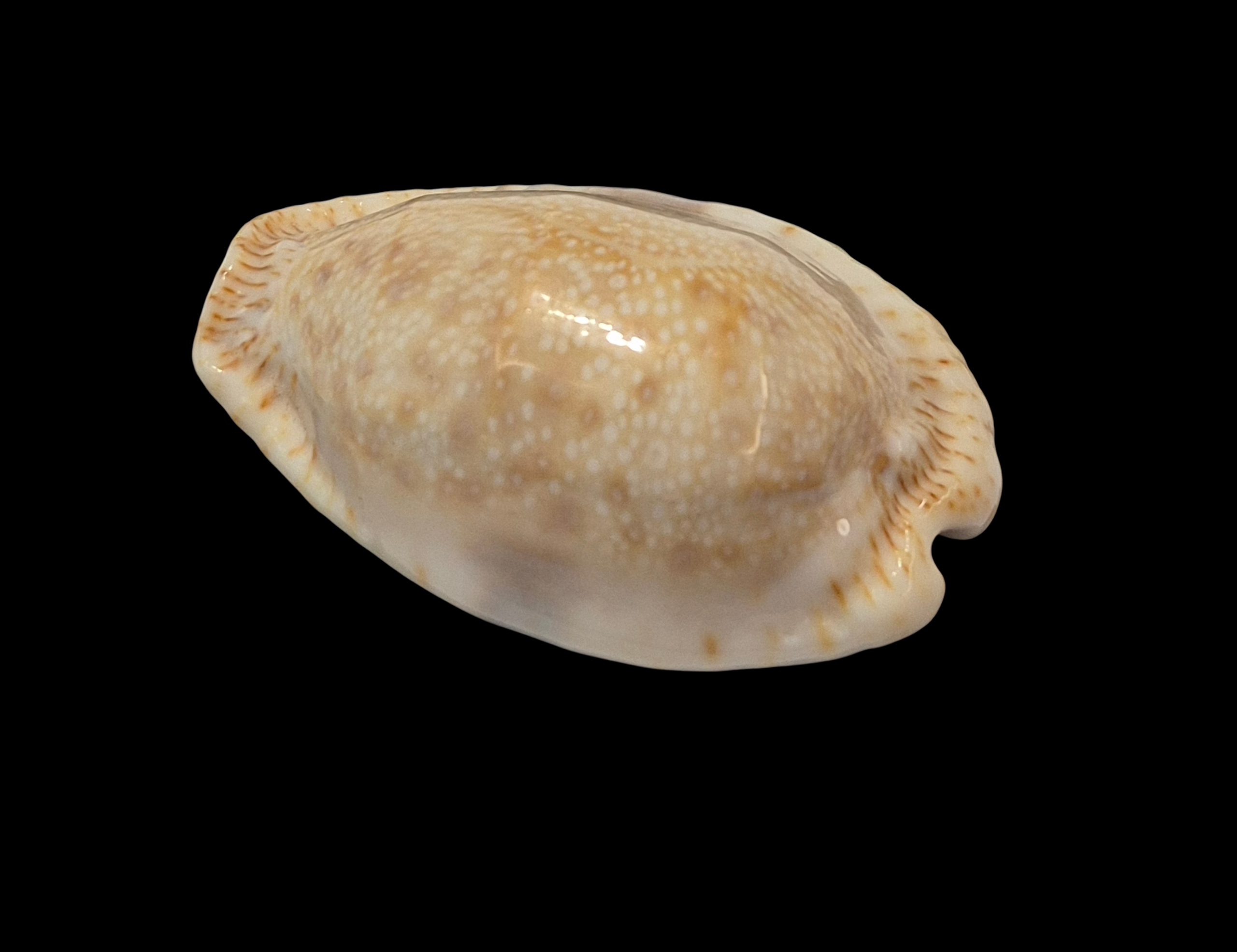 BC301 Naria erosa f. lactescens - SUPERB - Image 3