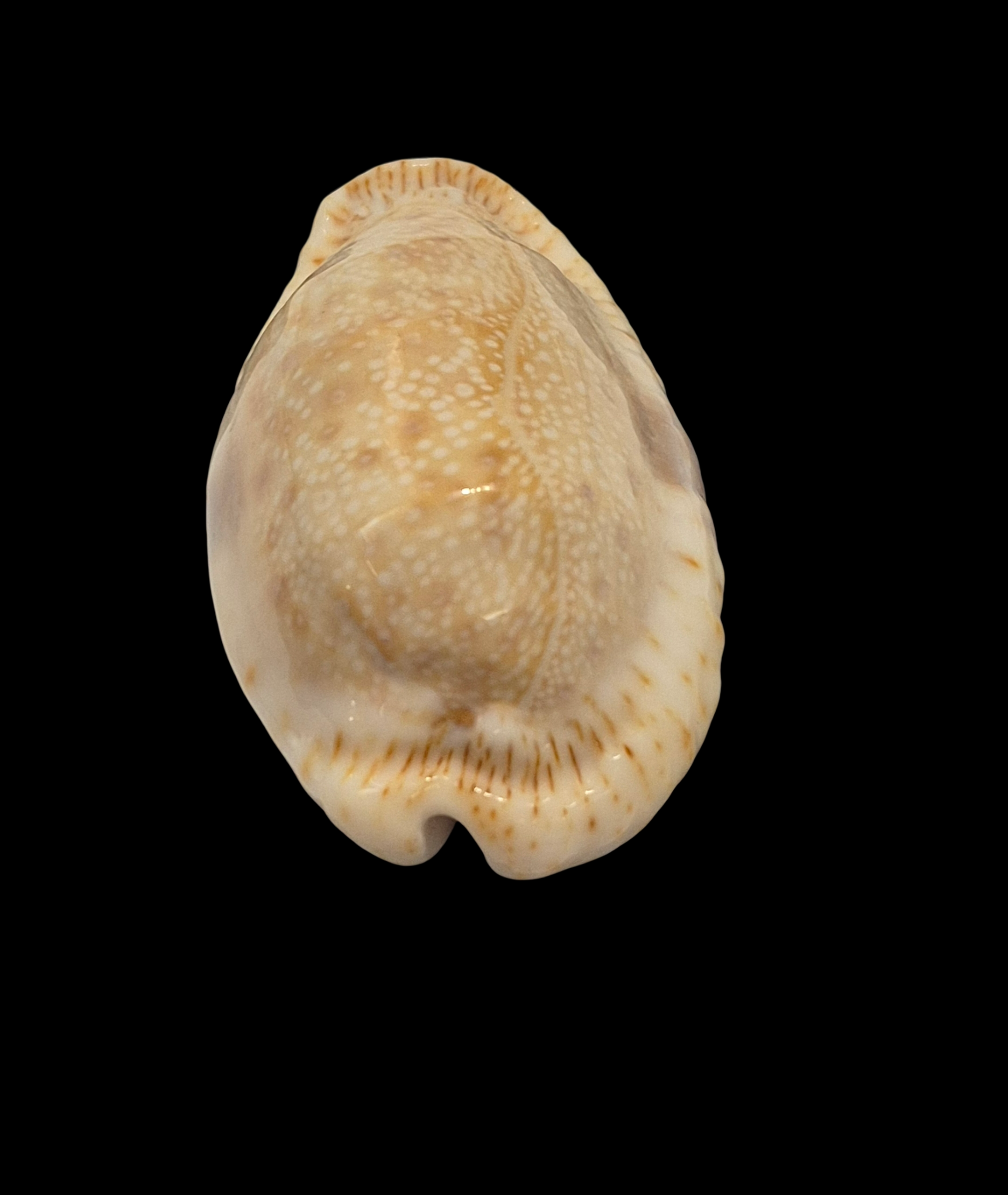 BC301 Naria erosa f. lactescens - SUPERB - Image 4