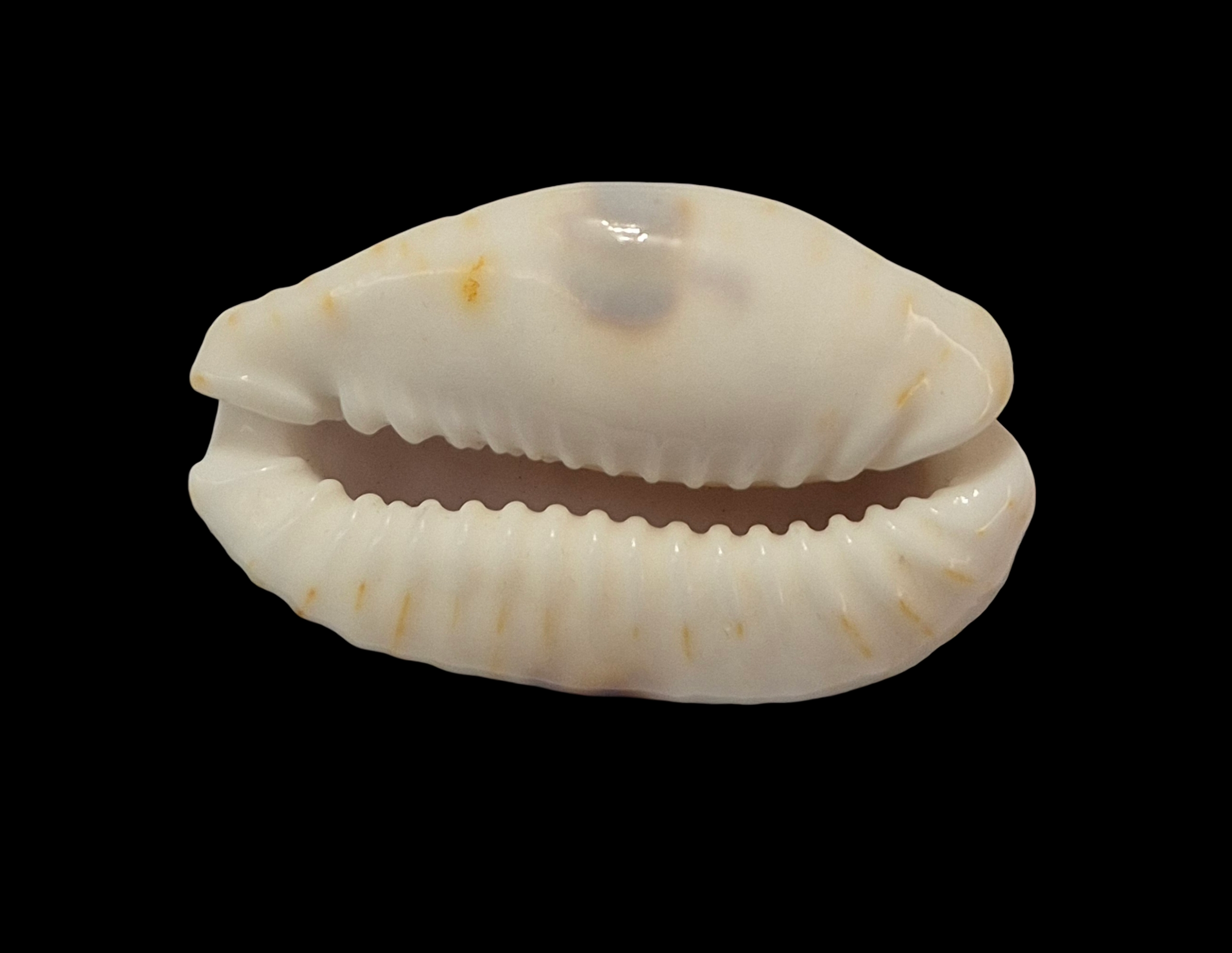 BC301 Naria erosa f. lactescens - SUPERB - Image 5