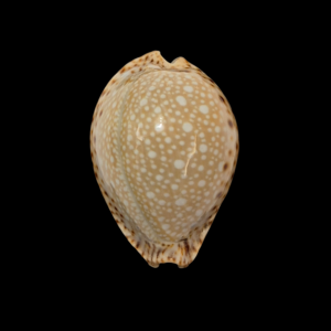 BC234 Cypraea lamarckii - VERY SELECTED