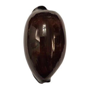 BC384 Talparia exusta