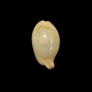 BC371 Monetaria annulus f. appendiculata
