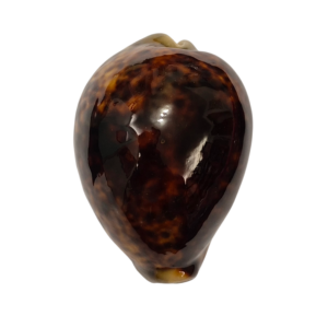 BC298 Cypraea tigris - BLACK PATTERN