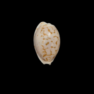 BC371 Cribrarula pelliserpentis - LIVE COLLECTED