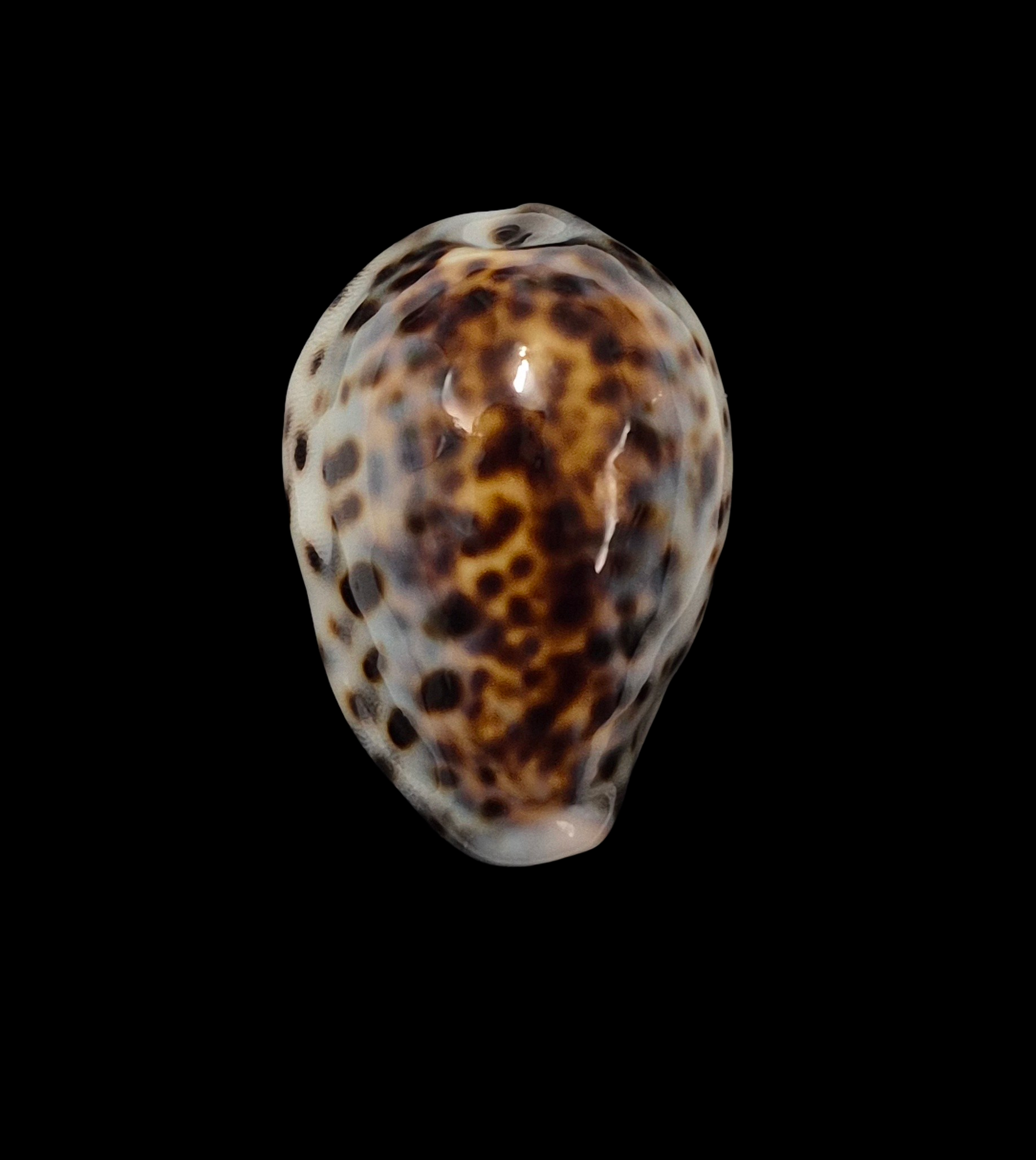 BC009 Cypraea tigris schilderiana + cypraea tigris - THE GIANT and THE DWARF - Image 10