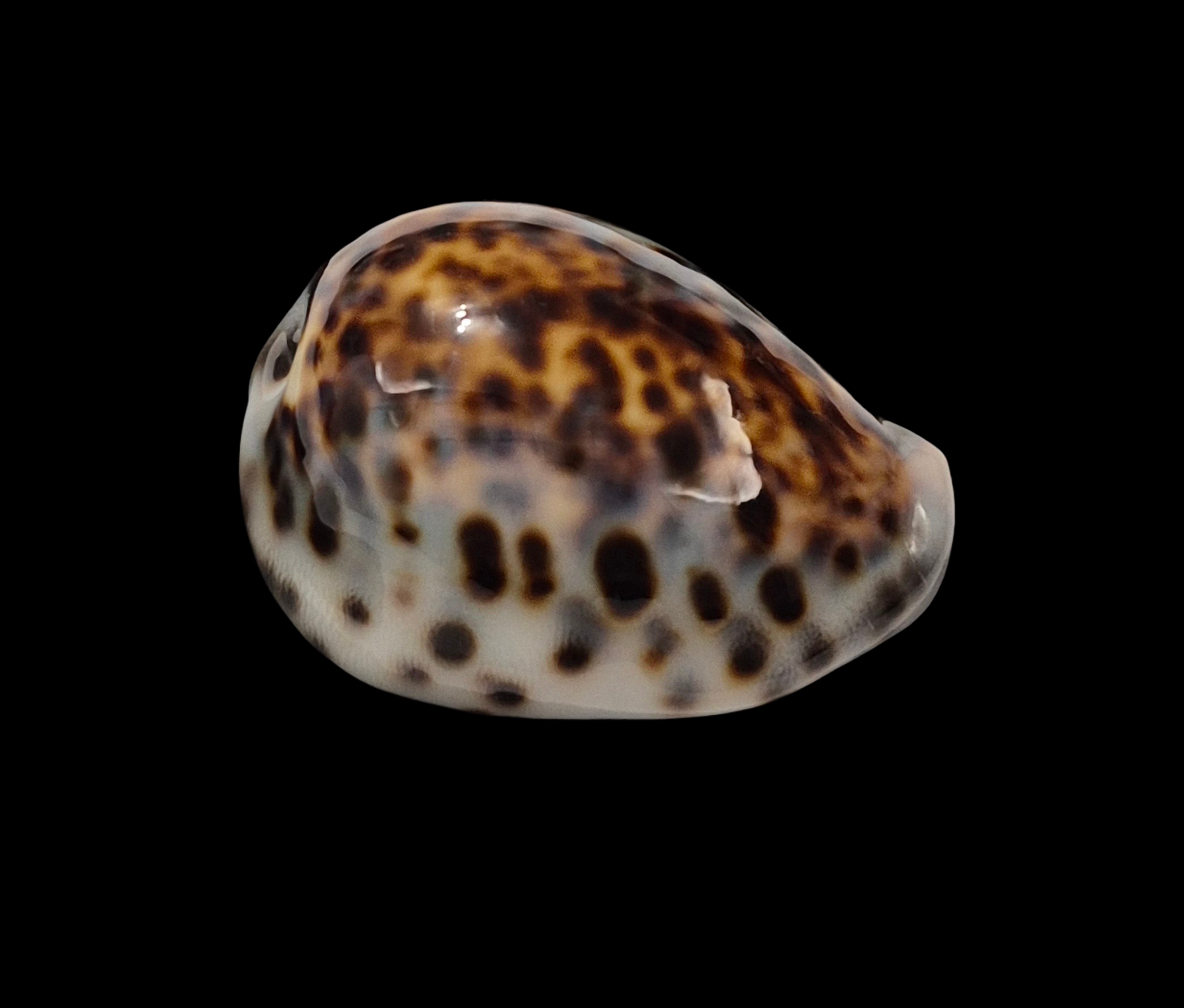 BC009 Cypraea tigris schilderiana + cypraea tigris - THE GIANT and THE DWARF - Image 11