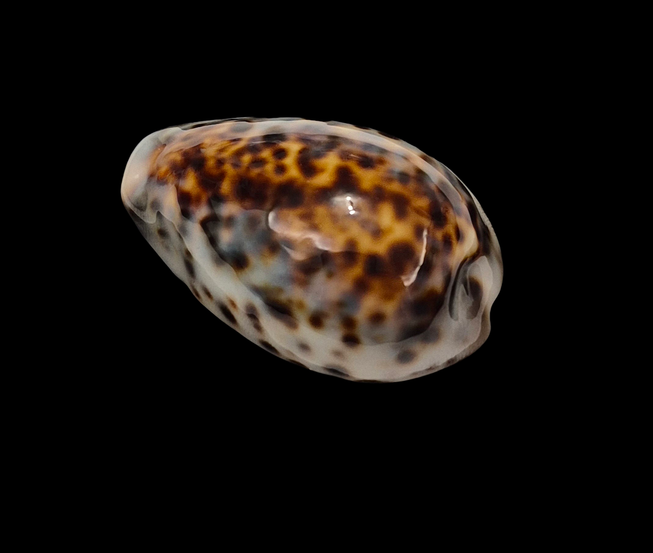 BC009 Cypraea tigris schilderiana + cypraea tigris - THE GIANT and THE DWARF - Image 12