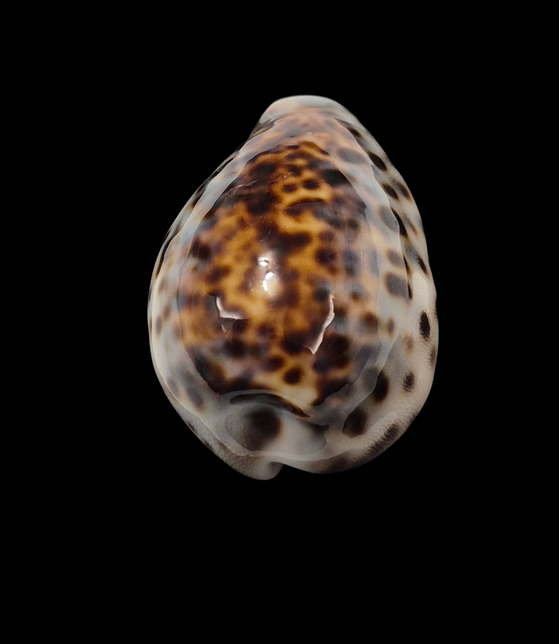 BC009 Cypraea tigris schilderiana + cypraea tigris - THE GIANT and THE DWARF - Image 13