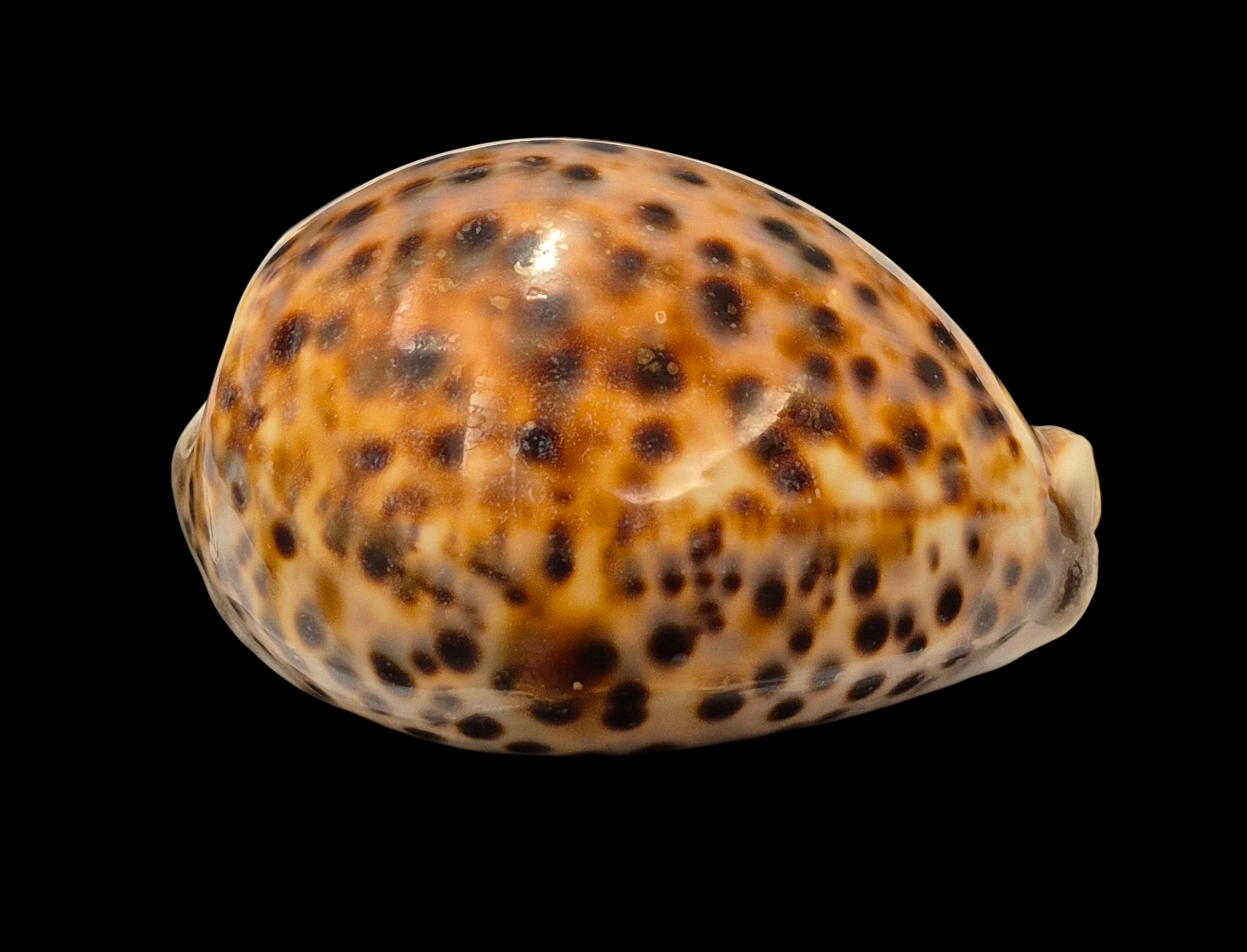 BC009 Cypraea tigris schilderiana + cypraea tigris - THE GIANT and THE DWARF - Image 6