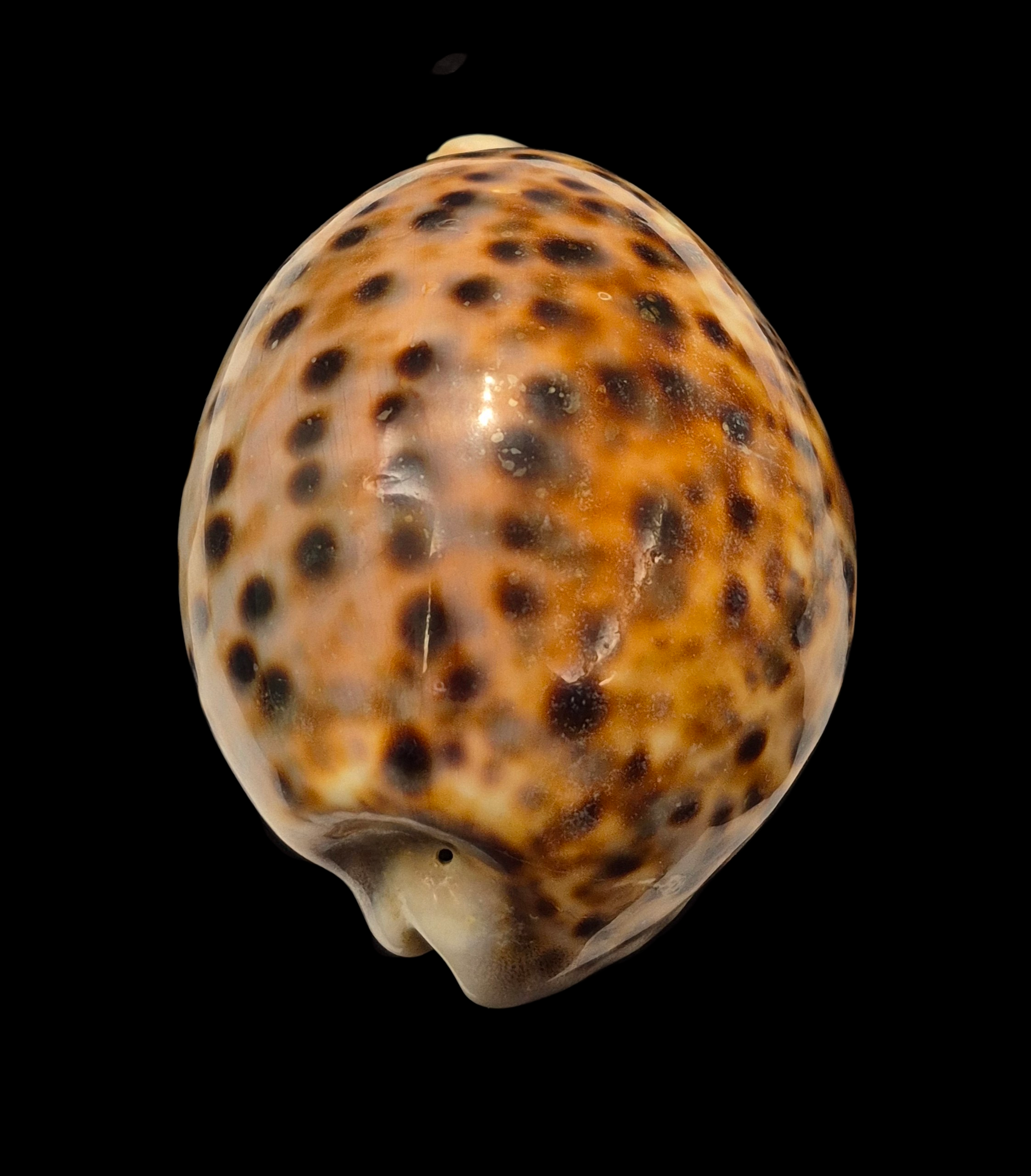 BC009 Cypraea tigris schilderiana + cypraea tigris - THE GIANT and THE DWARF - Image 8