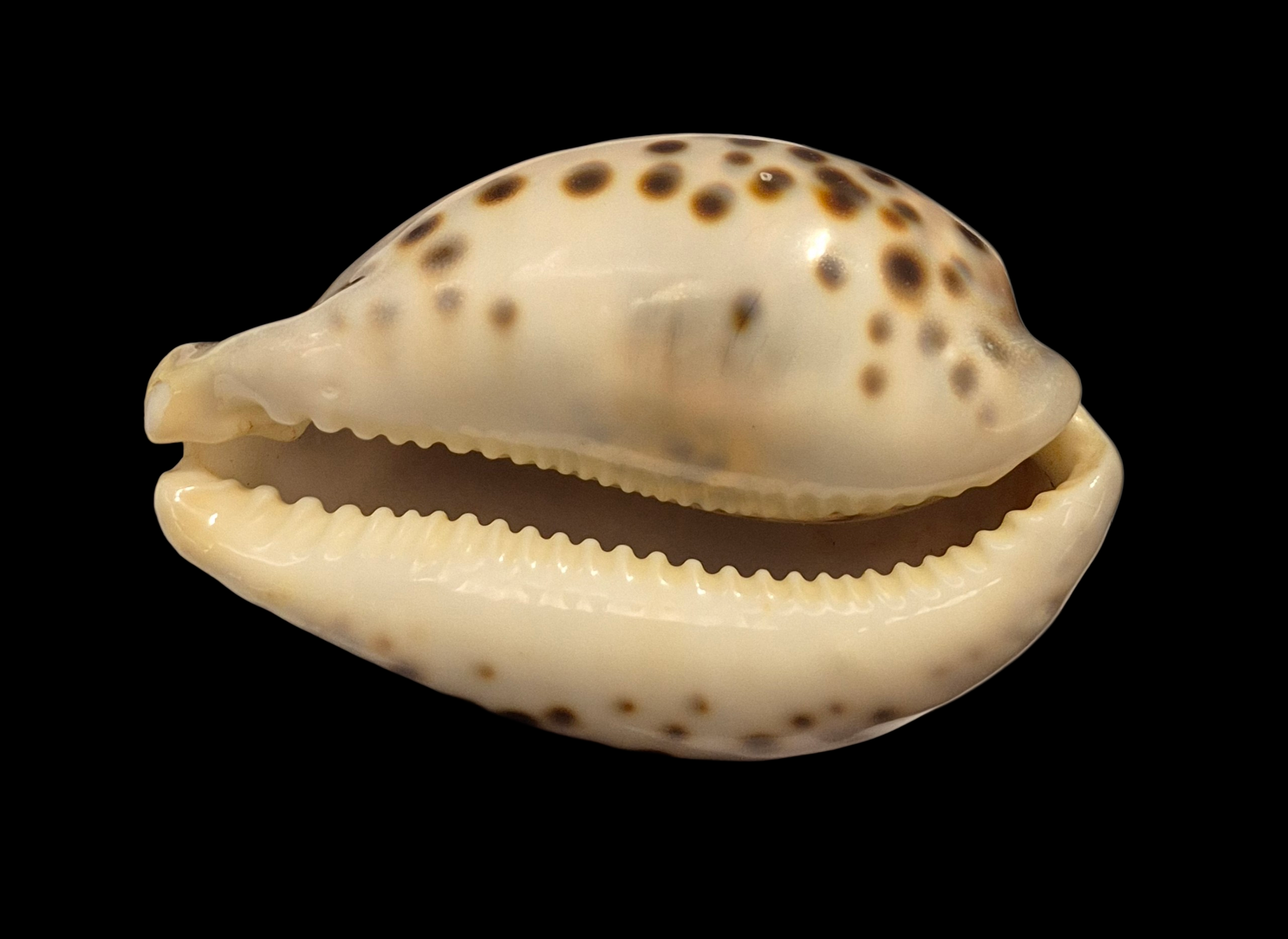 BC009 Cypraea tigris schilderiana + cypraea tigris - THE GIANT and THE DWARF - Image 9