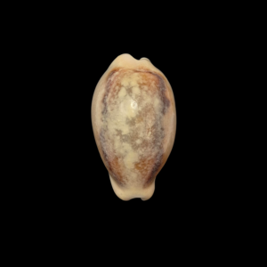 BC236 Neobernaya spadicea - OVERCASTED