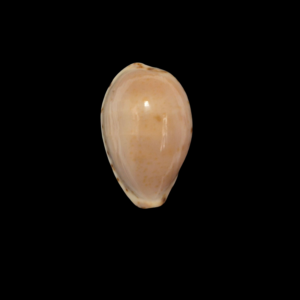 BC342 Notocypraea declivis f. dennyorum
