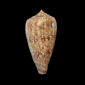 BC182 Conus abbas f. johnabbasi - XL SIZE