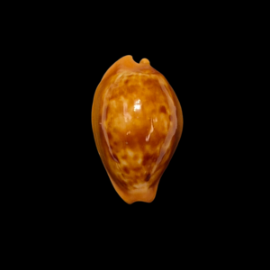 BC139 Propustularia surinamensis - XL SIZE