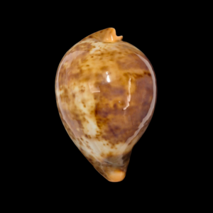 BC055 Umbilia armeniaca f. "verawestralis"