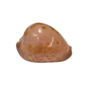 BC373 Zoila venusta roseopunctata - STARVATION BOAT HARBOUR