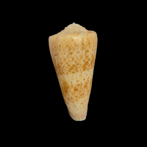 BC196 Conus queketti