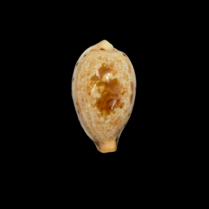 BC344 Ficadusta pulchella f. aliguayensis