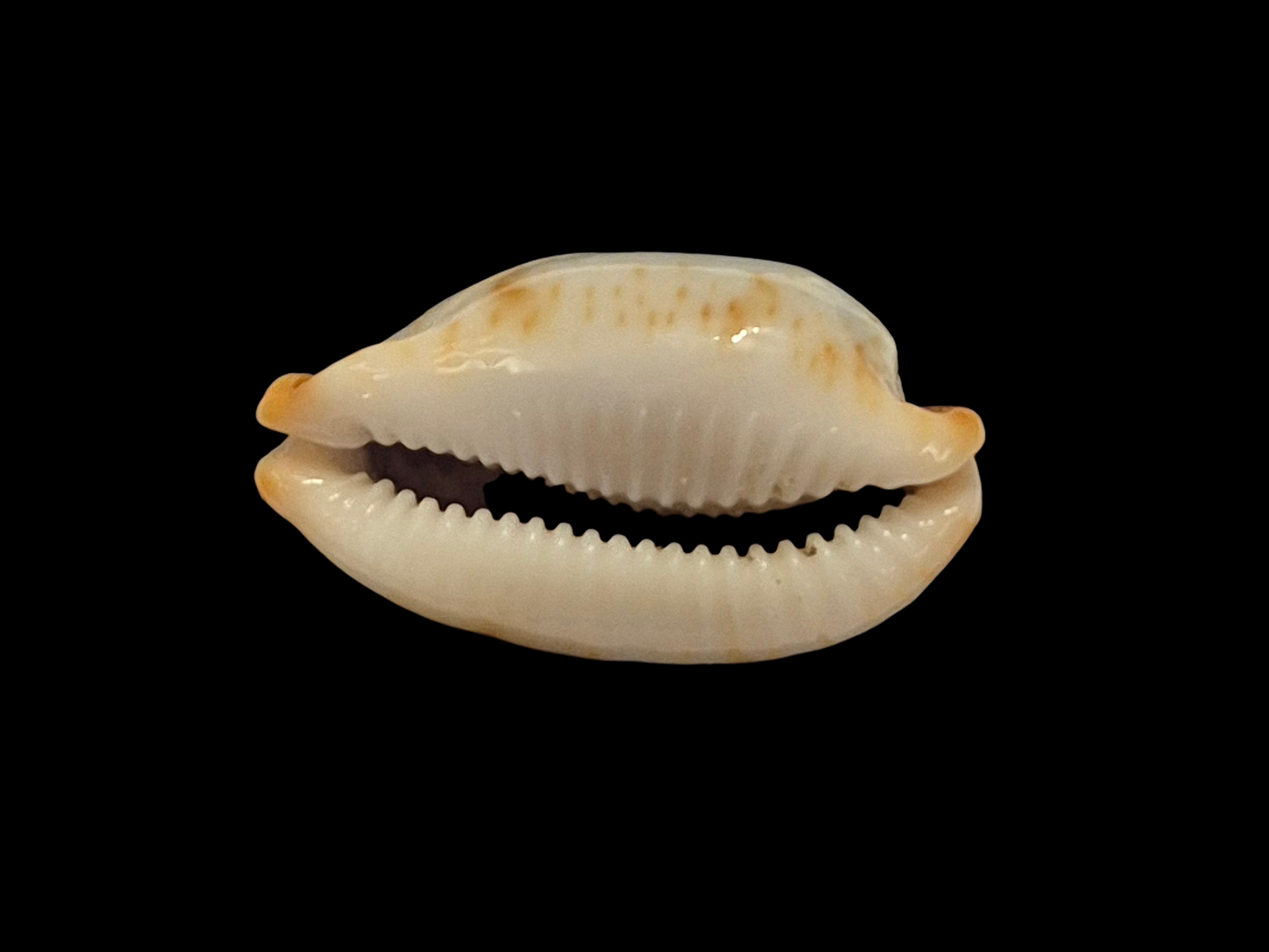 BC375 Bistolida stolida f. salaryensis - Image 5