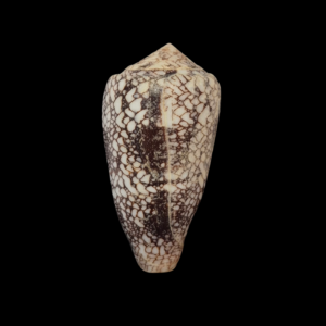 BC233 Conus brandonensis - GIANT SIZE